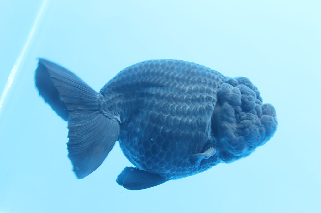 ฟิชวิลเลจ ราชบุรี