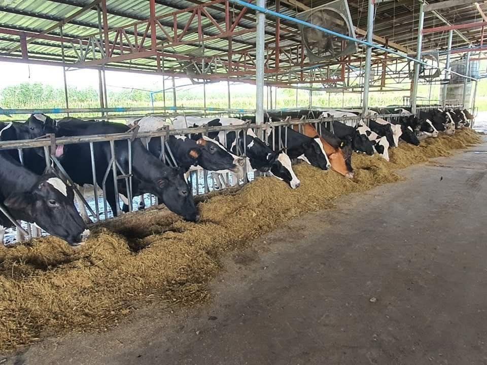 ปานขวัญแดรี่ฟาร์ม