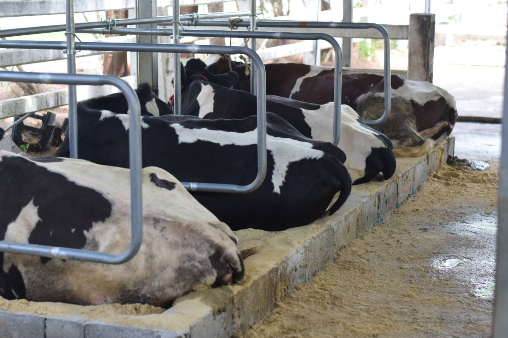 ปานขวัญแดรี่ฟาร์ม