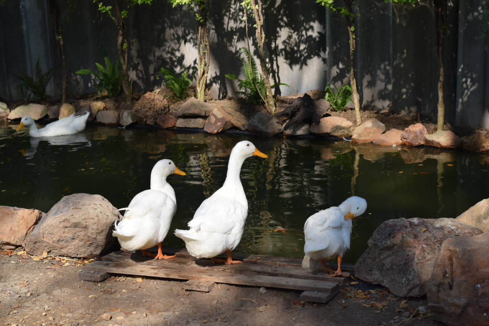 ปานขวัญแดรี่ฟาร์ม